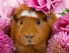 Lais Puzzle - Meerschweinchen in rosa Blumen - 40 Teile