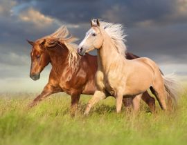 Lais Puzzle - Rotes Pferd und Palominopferd mit langer blonder Mähne in Bewegung auf Feld - 40 Teile