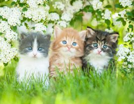 Lais Puzzle - Drei kleine Katzen sitzen nahe weißen Blumen - 40 Teile