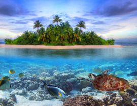 Lais Puzzle - Schildkröte / Wasserschildkröte vor Malediven - 40 Teile