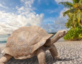 Lais Puzzle - Schildkröte am Strand, Seychellen - 40 Teile