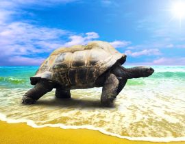 Lais Puzzle - große Schildkröte am Strand - 40 Teile