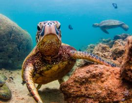 Lais Puzzle - Hawaiianische Meeresschildkröte - 40 Teile
