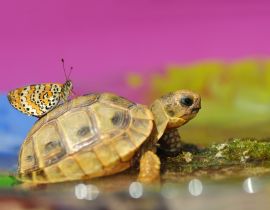 Lais Puzzle - Schmetterling auf Schildkröte - 40 Teile