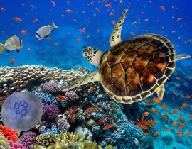 Lais Puzzle - Korallenriff mit Fischen und Wasserschildkröte - 40 Teile