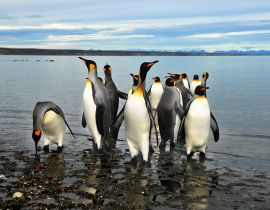 Lais Puzzle - Magellan-Pinguine in Feuerland - 40 Teile