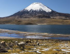 Lais Puzzle - Lama (Lama glama) vor dem Vulkan Parinacota, Höhe 6348 m, Chungar-See, Lauca-Nationalpark, Putre, Parinacota, Region Arica und Parinacota, Chile, Südamerika - 40 Teile