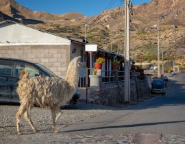 Lais Puzzle - Lama geht in einer Straße von Putre, Chile - 40 Teile