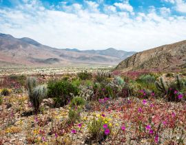 Lais Puzzle - Blühende Wüste (Spanisch: desierto florido) Atacama, Chile - 40 Teile