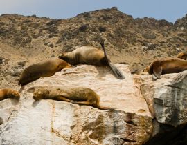 Lais Puzzle - Seelöwen auf Felsen, Sla Damas, La Serena, Chile - 40 Teile