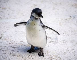 Lais Puzzle - Humboldt-Pinguin alias Spheniscus humboldti ist ein südamerikanischer Pinguin, der hauptsächlich im Nationalreservat Pinguino de Humbold lebt - 40 Teile