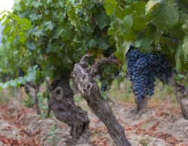 Lais Puzzle - Weinrebe mit roten Weintrauben auf Bauernhöfen in Chile - 40 Teile
