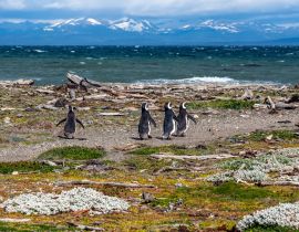 Lais Puzzle - Magellan-Pinguine in natürlicher Umgebung - Seno Otway Penguin, Chile - 40 Teile