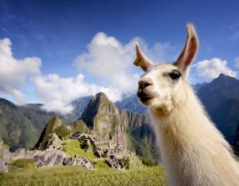 Lais Puzzle - Lama in Machu Picchu, Peru - 40 Teile