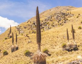 Lais Puzzle - Puya raimondii, auch als Königin der Anden oder puya de Raimondi bekannt, ist die größte Bromelienart und erreicht eine Höhe von bis zu 15 Metern. Weiße Kordilleren, Peru - 40 Teile