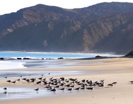 Lais Puzzle - Möwen rasten auf dem Sand am Strand von Cabo Blanco im Norden Perus - 40 Teile