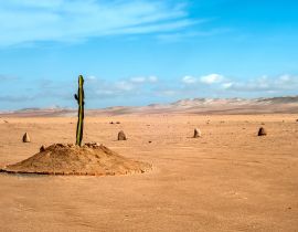 Lais Puzzle - Die einzige Pflanze über viele Kilometer in der Wüstenregion von Tacna, Peru - 40 Teile