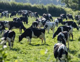 Lais Puzzle - Milchkühe auf einem Feld Carmarthenshire Wales - 40 Teile