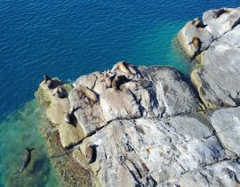 Lais Puzzle - Seelöwen auf der Insel Coronado - 40 Teile