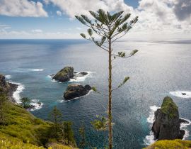 Lais Puzzle - Norfolk Pine an der Küste der Insel Norfolk, Australien - 40 Teile