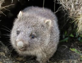 Lais Puzzle - Ein Wombat (Vombatus ursinus)-Baby (Joey), das aus seinem Bau im Grasland kommt - Cradle Mountain, Tasmanien Australien - 40 Teile