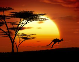 Lais Puzzle - Känguru im Sonnenuntergang, Australien - 40 Teile