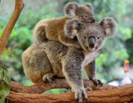 Lais Puzzle - Koala mit Baby auf dem Rücken - 40 Teile