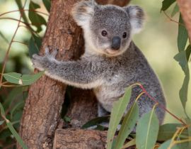 Lais Puzzle - Koala Joey umarmt einen Baumast - 40 Teile