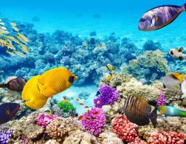 Lais Puzzle - Unterwasserwelt mit Korallen und tropischen Fischen, Queensland, Australien - 40 Teile