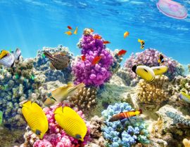 Lais Puzzle - Unterwasserwelt mit Korallen und tropischen Fischen, Queensland, Australien - 40 Teile