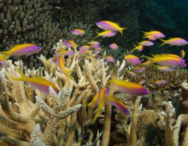 Lais Puzzle - Korallenriff, Queensland, Australien - 40 Teile