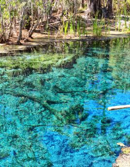 Lais Puzzle - Palmen am Mataranka River in Australien haben eine natürliche Schönheit mit schönem blauen Wasser, im Northern Territory, Australien - 40 Teile