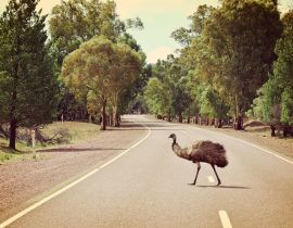 Lais Puzzle - Emu beim Überqueren der Straße im Flinders Ranges National Park, Australien - 40 Teile