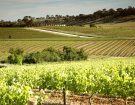 Lais Puzzle - Weingut Weinberge mit Reihen von konturierten Reben und Trauben, im Clare Valley, Südaustralien - 40 Teile