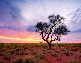 Lais Puzzle - Ein Hakea-Baum steht allein im australischen Outback während des Sonnenuntergangs. Pilbara-Region, Westaustralien, Australien - 40 Teile