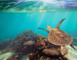Lais Puzzle - Schildkröte schwimmt unter Wasser am Ningaloo Riff, Westaustralien - 40 Teile