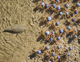 Lais Puzzle - Krötenfisch auf der Jagd nach Soldatenkrabben am Uferrand zum Mittagessen - 40 Teile