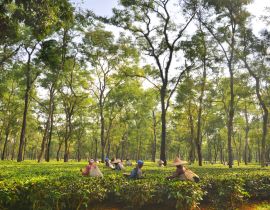 Lais Puzzle - Teegartenarbeiterinnen pflücken Teeblätter in Assam - Indien - 40 Teile