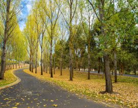 Lais Puzzle - Englische Bäume und Boden mit Herbstlaub bedeckt, Yarra Valley, Tarrawarra, Melbourne, Australien - 40 Teile