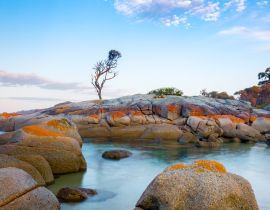 Lais Puzzle - Ein einzelner Baum wächst auf einem Granitfelsen in der Bay of Fires, an der Ostküste von Tasmanien, Australien - 40 Teile