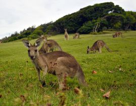 Lais Puzzle - Kängurus in der Nähe eines Pazifikstrandes in Australien - 40 Teile