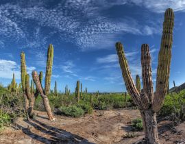 Lais Puzzle - Baja California Sur Riesenkaktus in der Wüste, Mexiko - 40 Teile