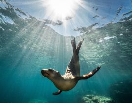 Lais Puzzle - Schöne Aufnahme eines kalifornischen Seelöwen Robbe genießt die Strahlen der Sonne in Baja California, Mexiko - 40 Teile