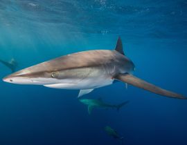Lais Puzzle - Unterwasseransicht des Seidenhais (carcharhinus falciformis) San Benedicto, Revillagigedo, Colima, Mexiko - 40 Teile