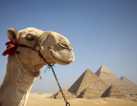 Lais Puzzle - Porträt eines Kamels vor den Pyramiden von Gizeh, Ägypten - 40 Teile