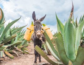 Lais Puzzle - Schöner Esel bei den Maguey-Feldern in Tlaxcala, Mexiko - 40 Teile