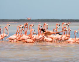 Lais Puzzle - Flamingos, Vögel, Celestun, Wasser, Yucatan, Mexiko - 40 Teile