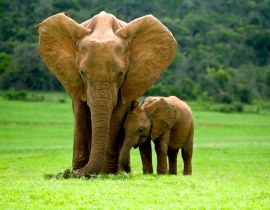 Lais Puzzle - Elefantenmutter mit Jungtier - 40 Teile