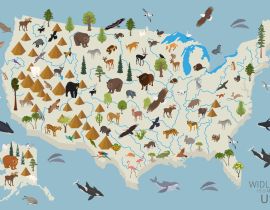 Lais Puzzle - Tierleben der USA - 40 Teile