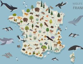Lais Puzzle - Frankreichs Tierleben - 40 Teile